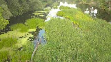 Flight over the river overgrown with grass, Ukraine surrounded by trees - aerial videotaping video