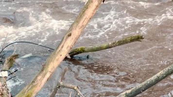 de berg flod är förorenad med plast skräp flytande på dess yta. video