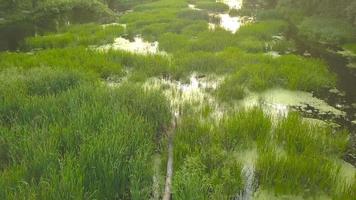 vlucht over- de rivier- overwoekerd met gras, Oekraïne omringd door bomen - antenne video-opnames video