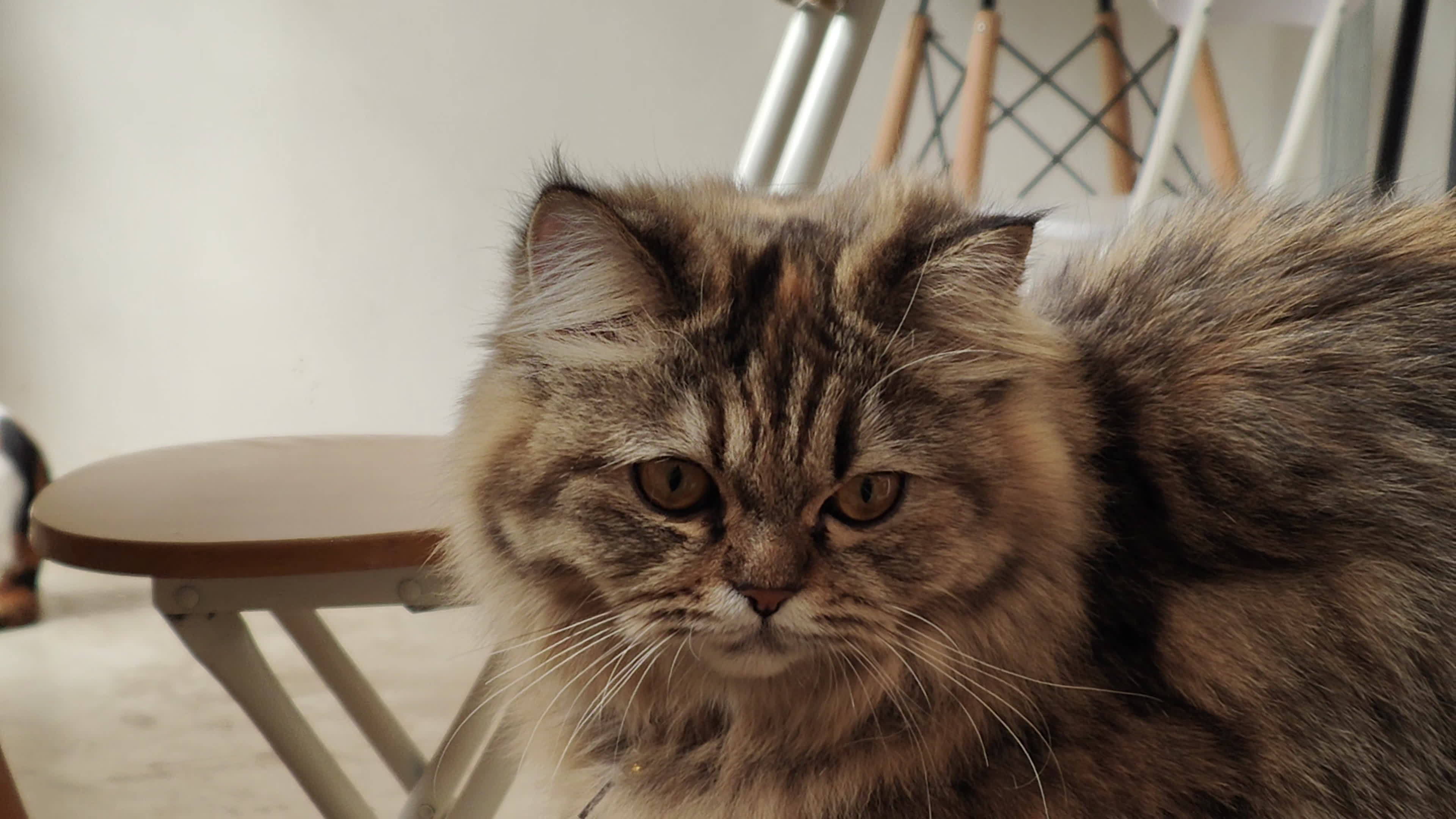 4,700 Angry Cat Stock Video Footage - 4K and HD Video Clips