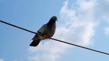 Piccione stabilizzare su il cavo video