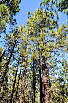 Scenic forest view photo