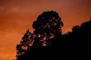 siluetas de arboles foto