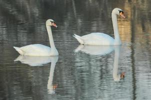 Two white swans on the lake photo