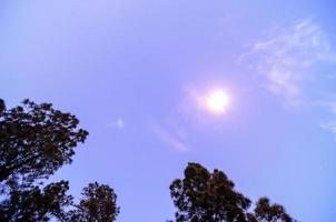 Sky and trees photo