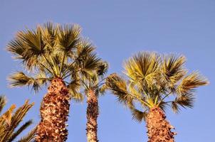 Palm trees and blue sky photo