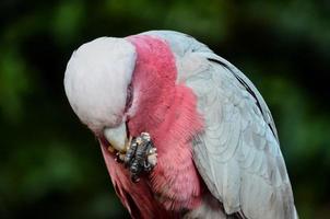 Gray and pink bird photo