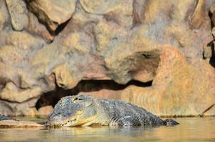 A crocodile coming out of the water photo