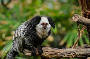 Animal on a branch photo