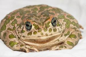 Close-up of a frog photo