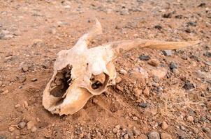 An animal skull photo