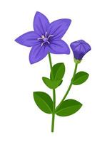 Vector illustration, balloon flower or Platycodon grandiflorus, isolated on white background.