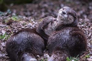 Two asian small clawed otters, Aonyx cinereus photo