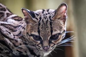 raro sur americano margay, leopardus wiedii foto