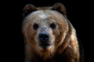 frente ver de marrón oso aislado en negro antecedentes. retrato de Kamchatka oso foto