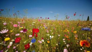 vistoso flores en un prado en un soleado verano día, hermosa prado con amapolas y otro flores silvestres foto