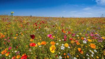 vistoso flores en un prado en un soleado verano día, hermosa prado con amapolas y otro flores silvestres foto