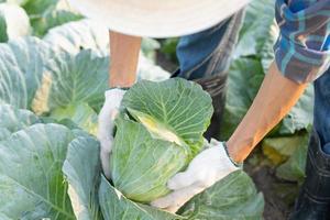 hombre granjero con Fresco verduras, repollo cosecha, natural selección, orgánico, cosecha estación, agrícola negocio dueño, joven inteligente enmarcado, sano estilo de vida, granja y jardín directo, no tóxico foto