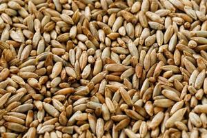 Natural oat grains background, closeup. vegetarian food photo