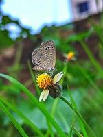 un pequeño mariposa en un flores foto