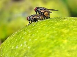 dos moscas amoroso mutuamente en un geen fruta. foto