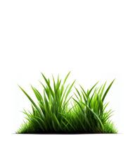 Green grass on the white background, created with photo