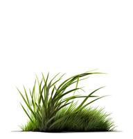 Green grass on the white background, created with photo