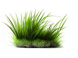 Green grass on the white background, created with photo