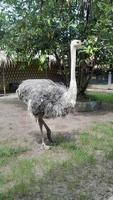 very beautiful ostrich photo