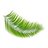 Calathea ornata Pin-stripe Calathea leaves, Tropical foliage isolated on white background, with clipping path. vector