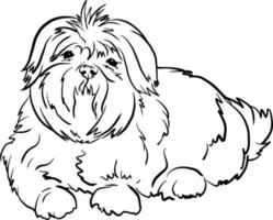 Affen Tzu dog breed vector illustration black and white doodle style line drawing-