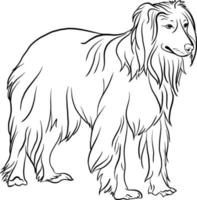 Afghan Collie dog breed line drawing black and white doodle style vector illustration