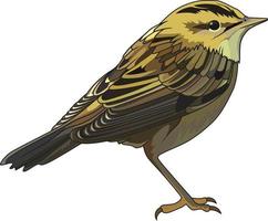 Aquatic warbler Acrocephalus paludicola bird vector illustration clip art