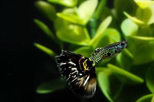 Beautiful small fish photo