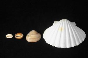 Seashells isolated on black background photo