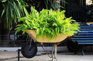 Plants in a wheelbarrow photo