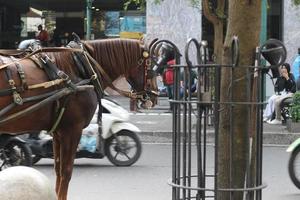 delman caballo en el calle foto