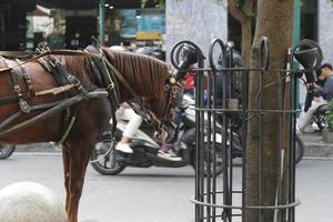 delman caballo en el calle foto