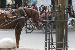 delman caballo en el calle foto