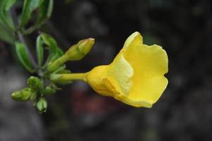 Allamanda cathartica yellow flower in the garden on blur background photo