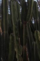 cactus en el botánico jardín en gran Canarias, España foto