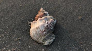 Seashell on the beach. Selective focus. Shallow depth of field. photo