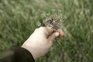 Woman's hand picking flowers in the field photo