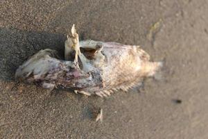 Dead fish on the beach, close-up of a dead fish photo