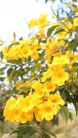 Allamanda cathartica yellow flower in the garden on blur background photo