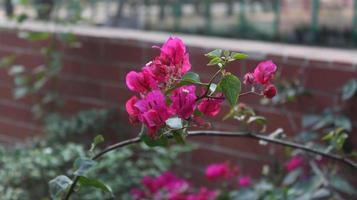 Pink bougainvillea flowers in the garden. Selective focus. photo