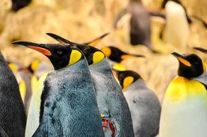 Group of penguins photo