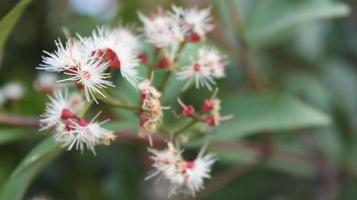 native Australian white and red flower with green leaves outdoor in sunny backyard shot at shallow depth of field photo