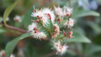 nativo australiano blanco y rojo flor con verde hojas al aire libre en soleado patio interior Disparo a superficial profundidad de campo foto