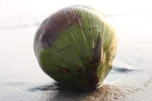 Coconut on the beach in the morning. Selective focus. photo